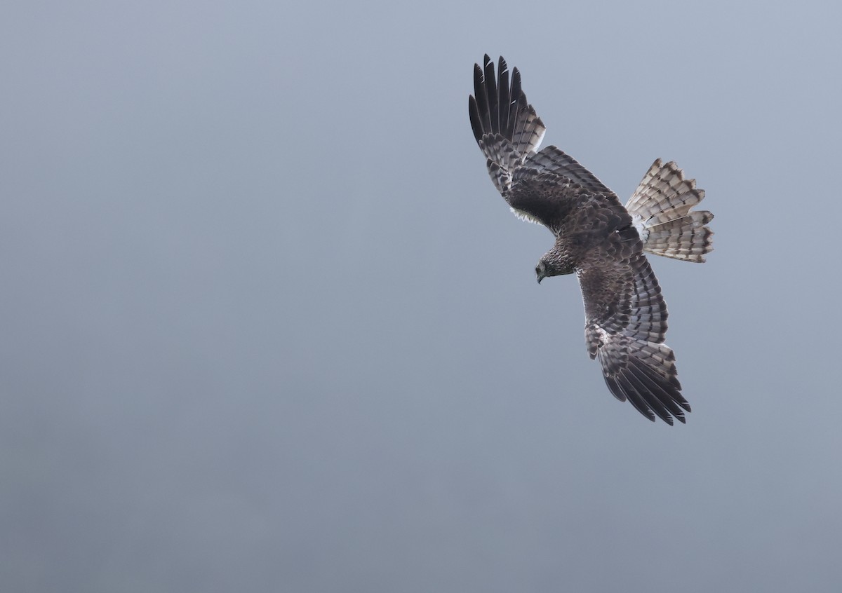 Malagasy Harrier - Kasper R. Berg