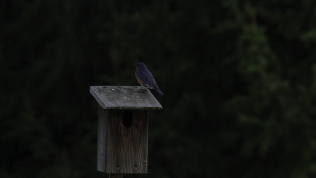 Eastern Bluebird (Eastern) - ML486198