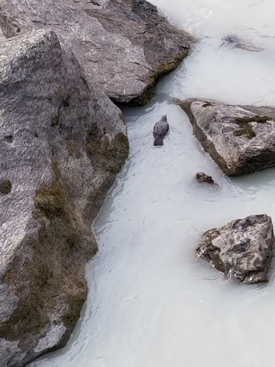 American Dipper - ML486198211