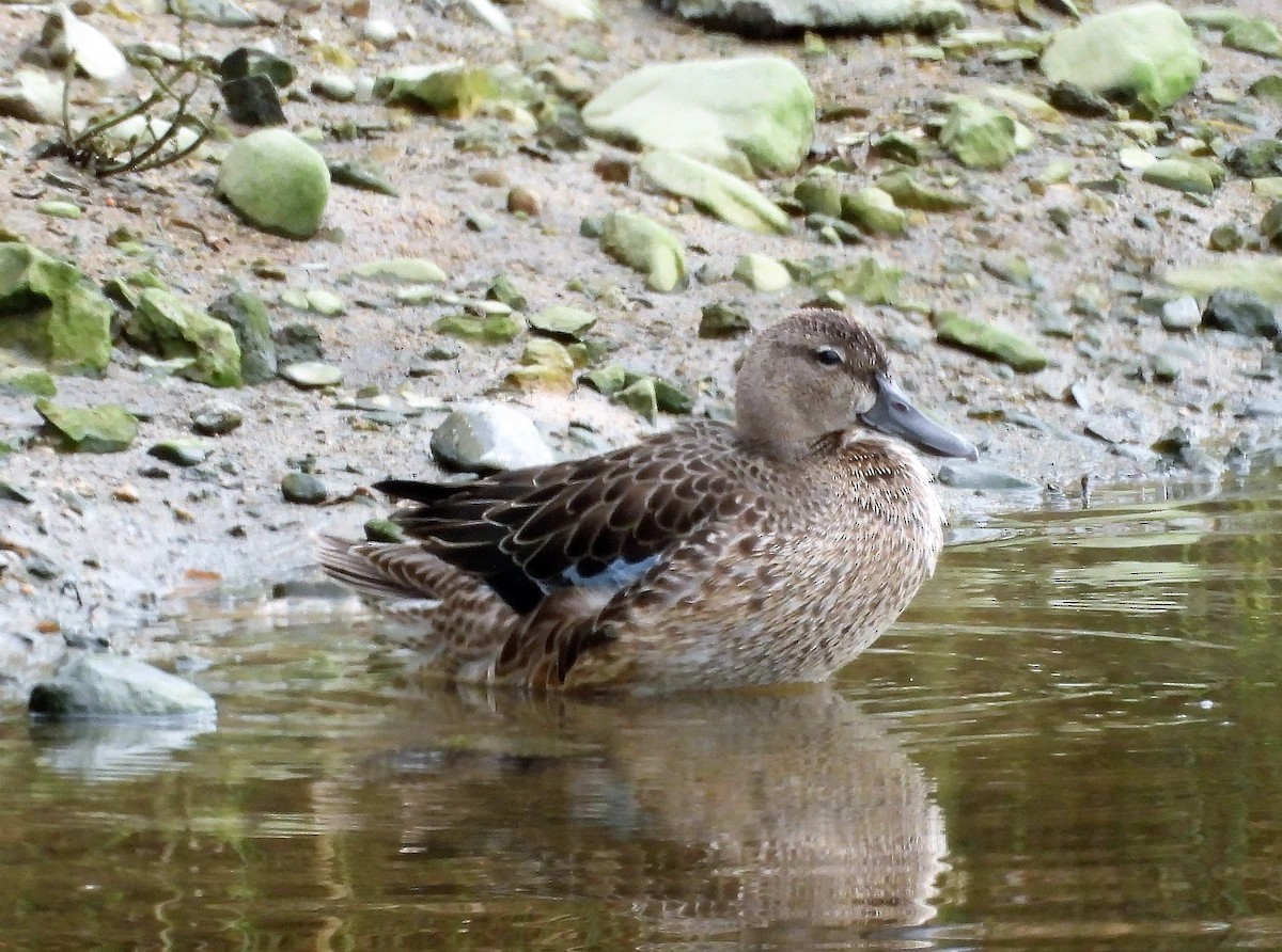 Blue-winged Teal - ML486199471