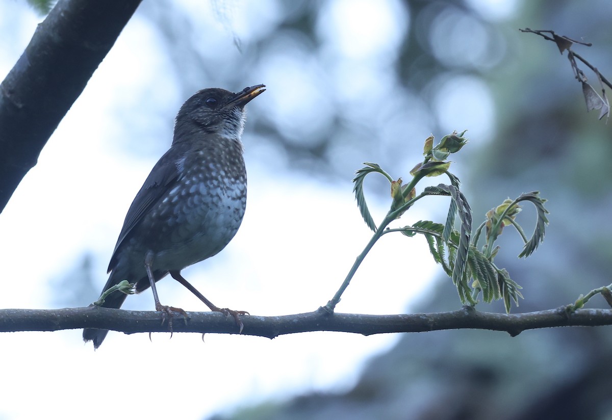 Comoro Thrush - ML486199681