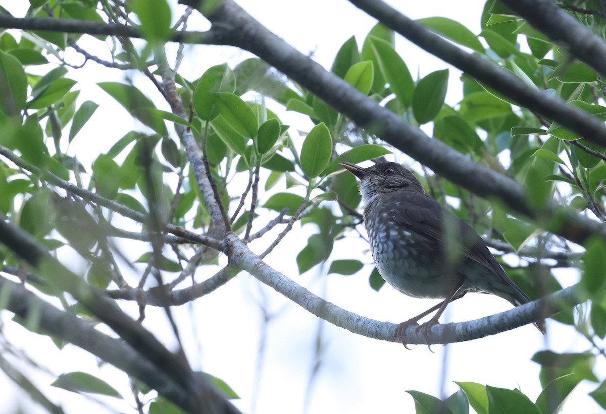 Comoro Thrush - ML486199811