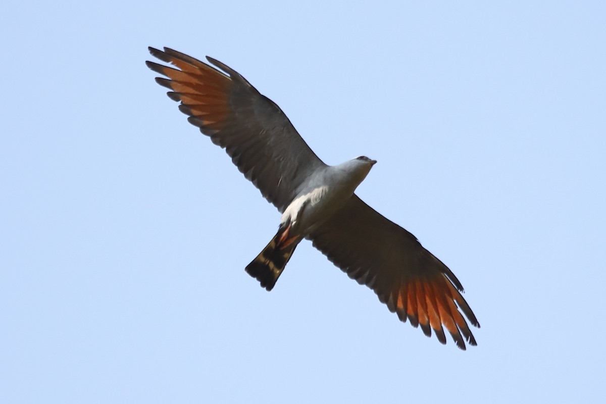 Plumbeous Kite - ML486200981