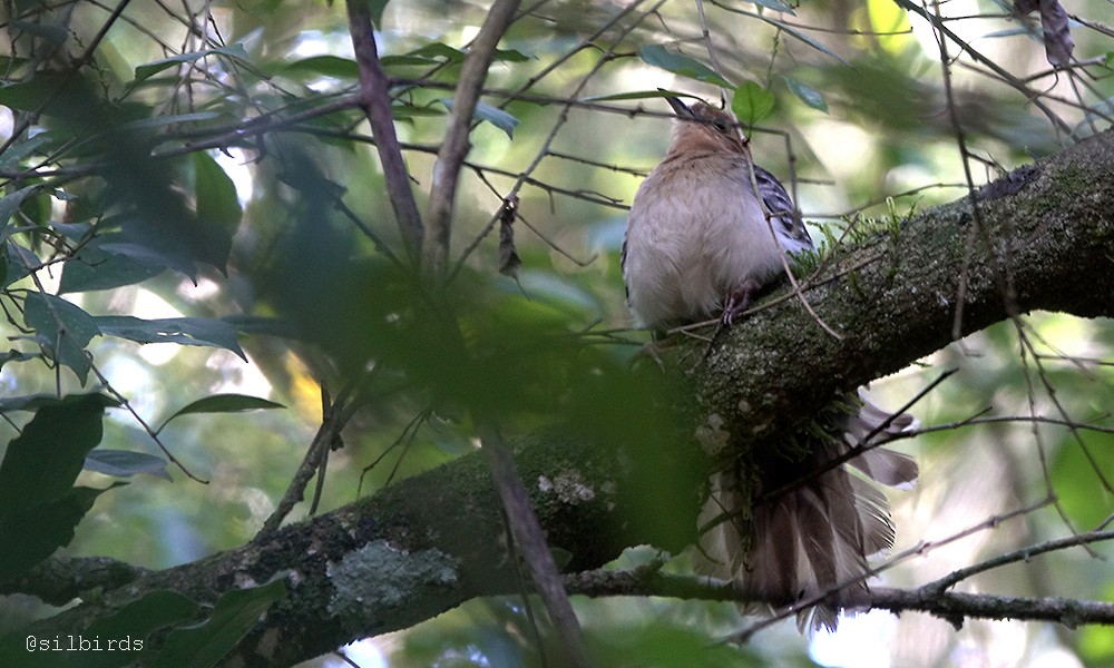 Pavonine Cuckoo - ML486202031