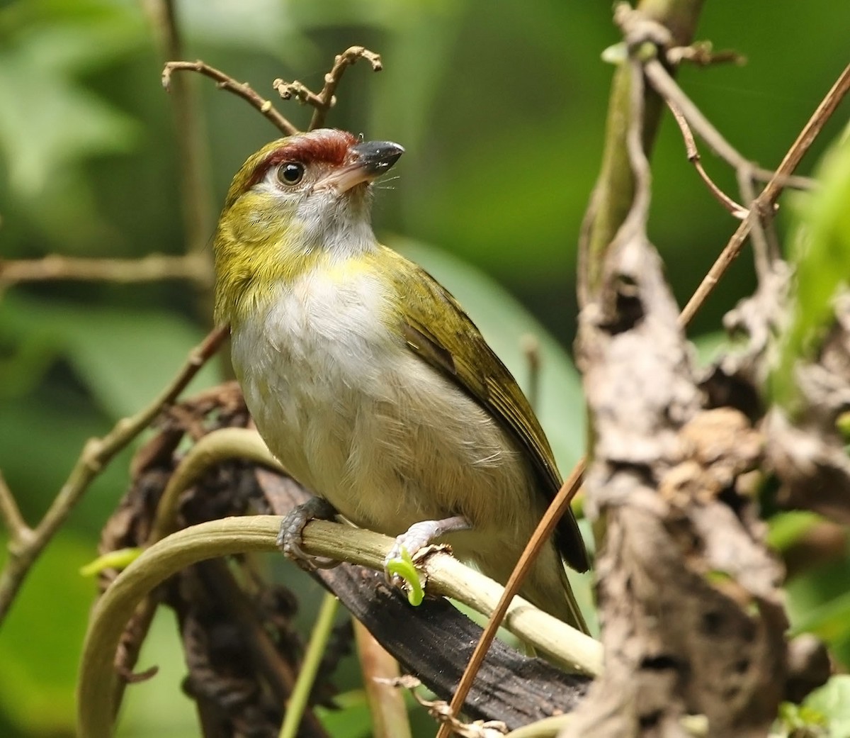 Black-billed Peppershrike - ML486205811