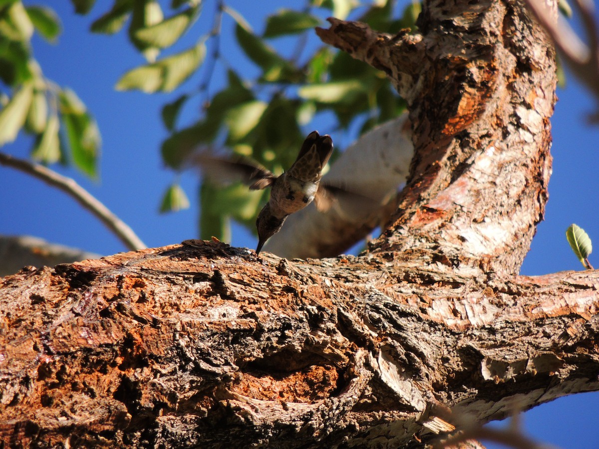 Anna's Hummingbird - ML486207291