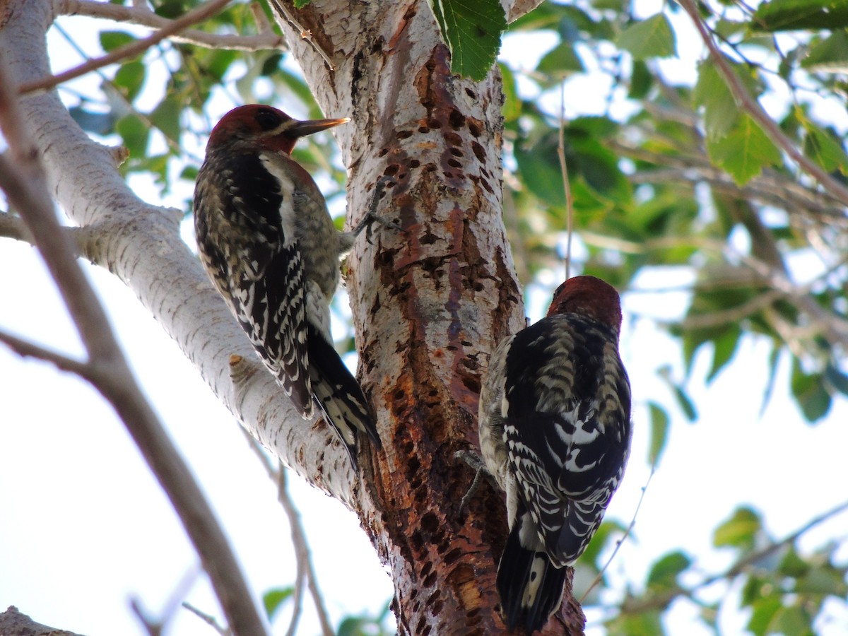 Red-breasted Sapsucker - ML486207461