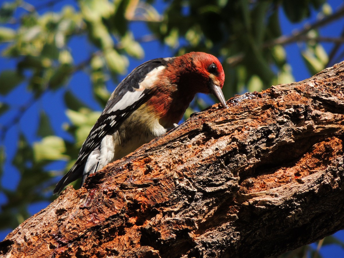 Red-breasted Sapsucker - ML486207471