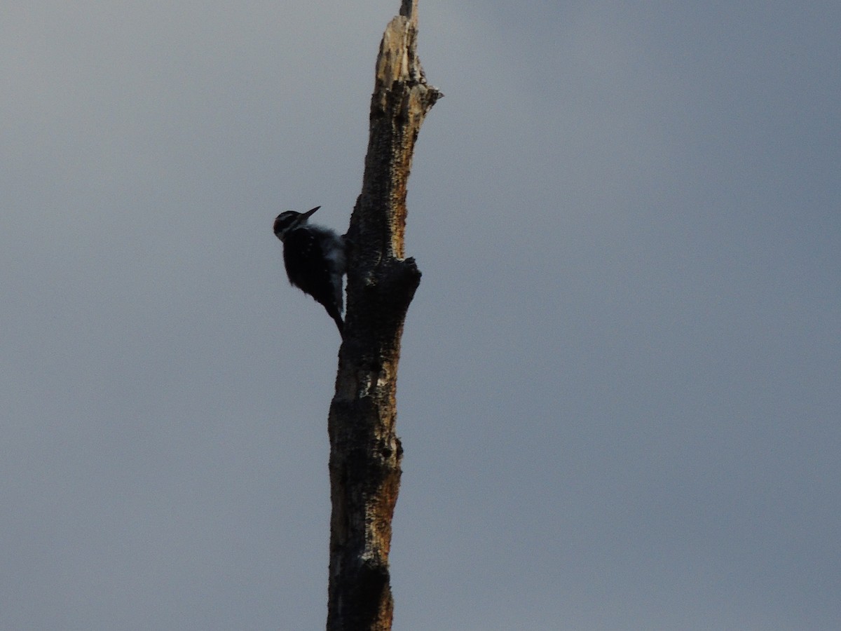Hairy Woodpecker - ML486207511