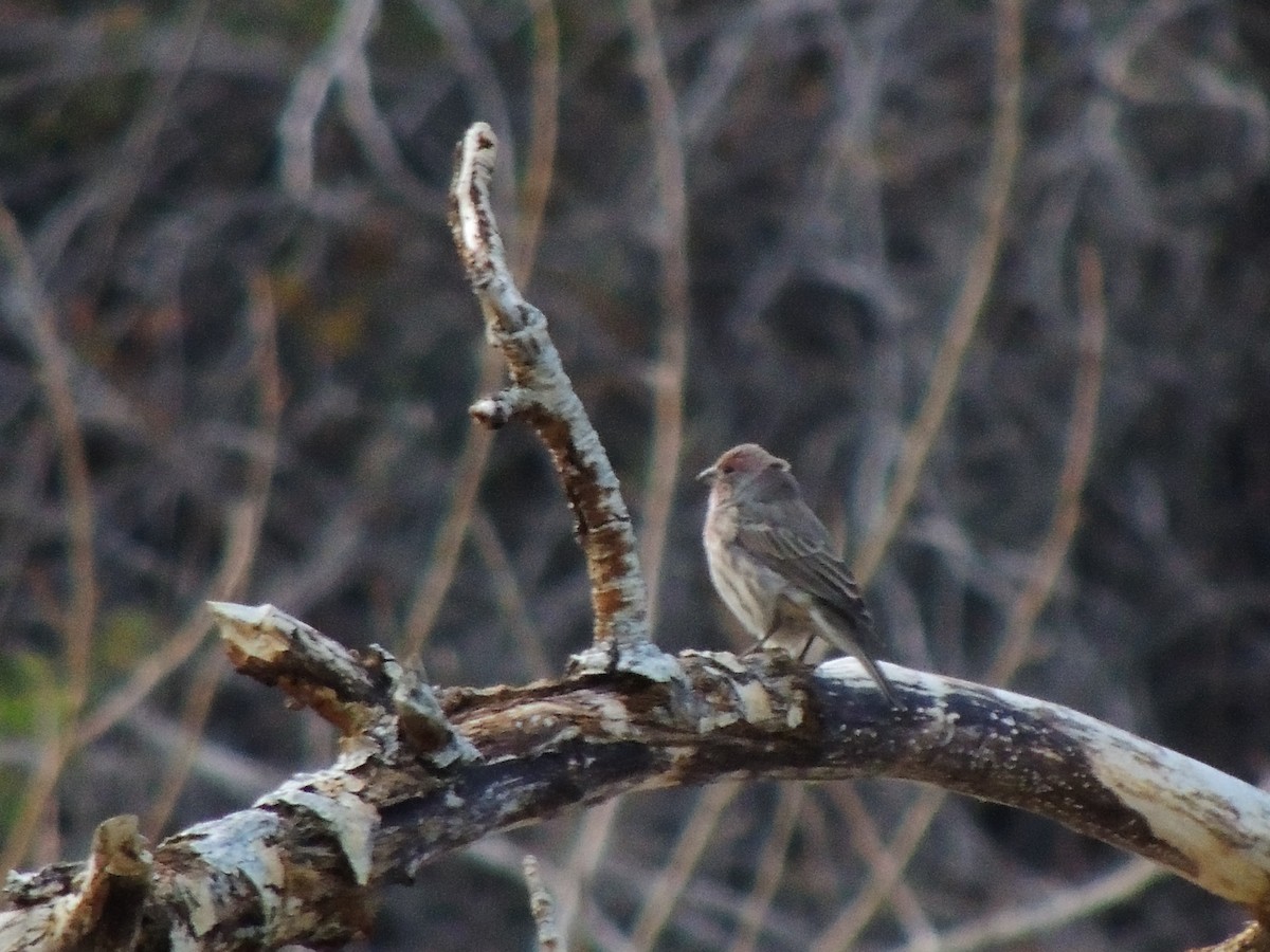 House Finch - ML486207631
