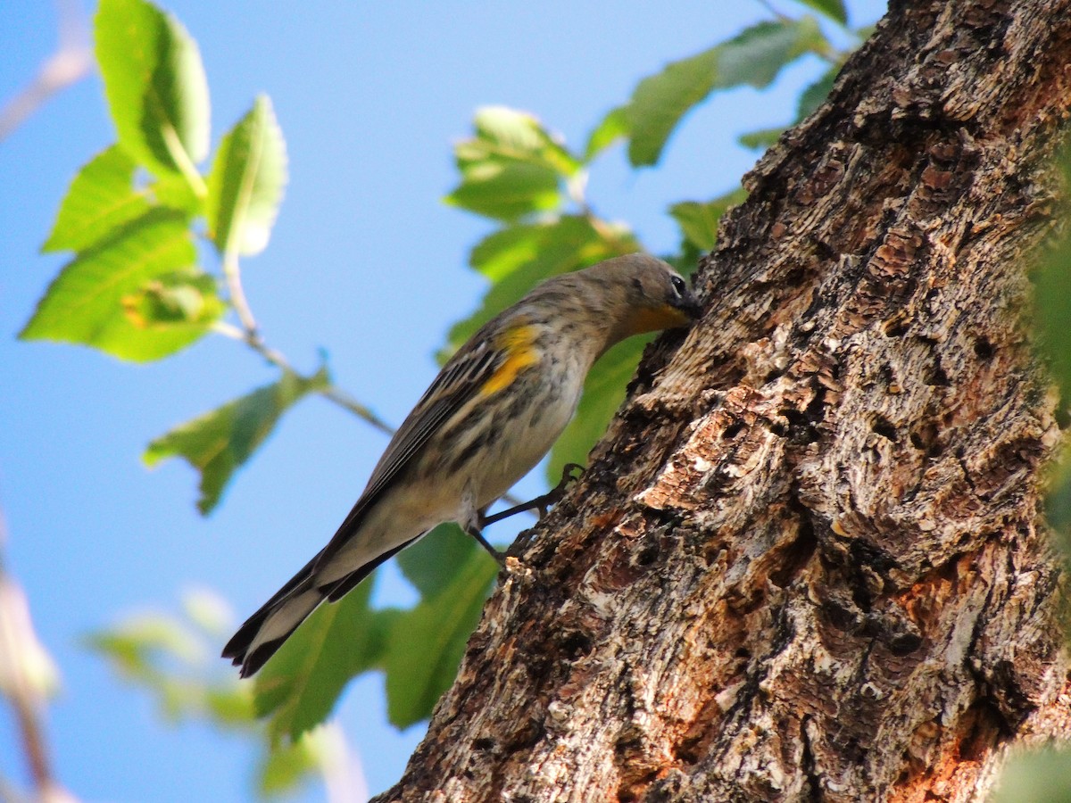 Yellow-rumped Warbler - ML486207731