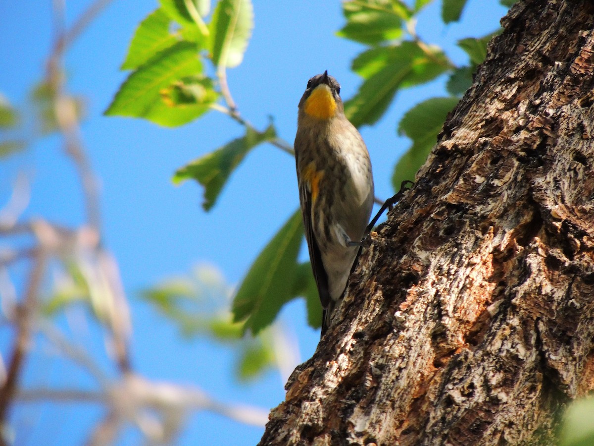 Yellow-rumped Warbler - ML486207741