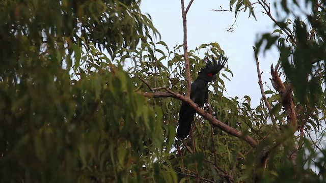 Cacatúa Enlutada - ML486208