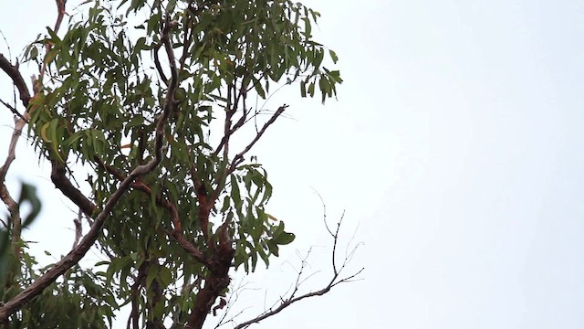Palm Cockatoo - ML486209