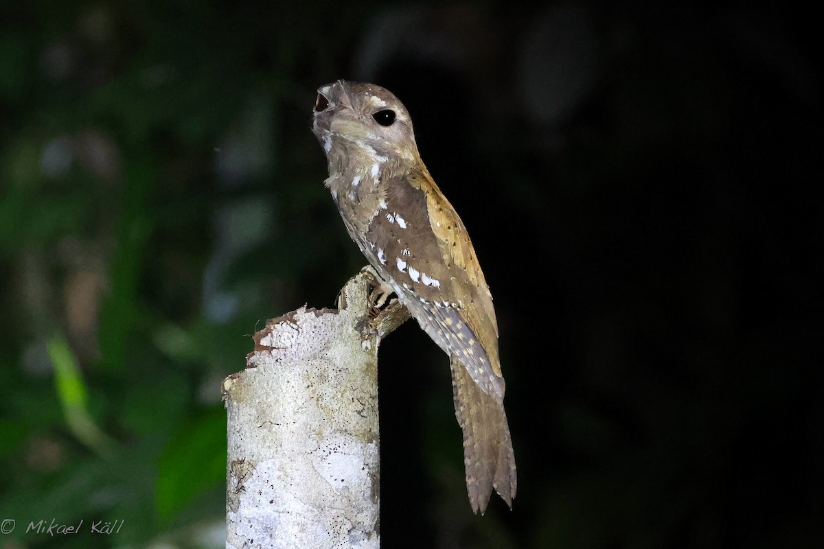 Marbled Frogmouth (Marbled) - ML486209191