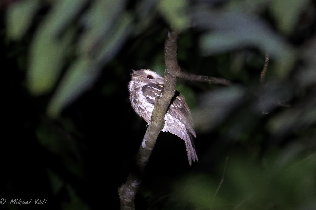 Marbled Frogmouth (Marbled) - ML486209231