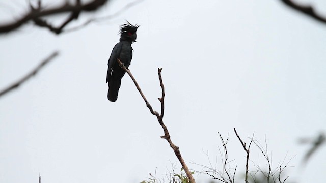 Palm Cockatoo - ML486210