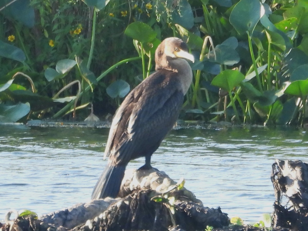 Double-crested Cormorant - ML486210041