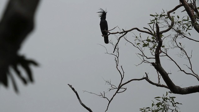 Cacatúa Enlutada - ML486212