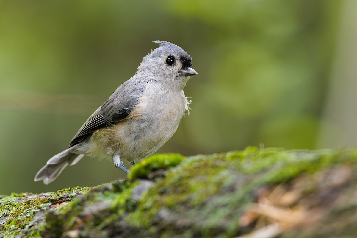 Tufted Titmouse - ML486212381