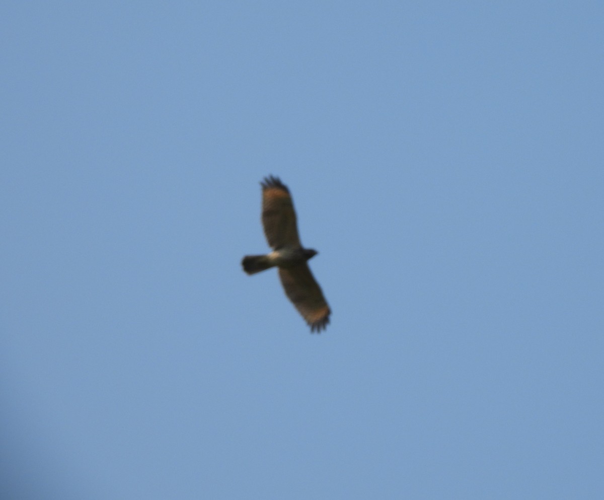 Broad-winged Hawk - ML486213621