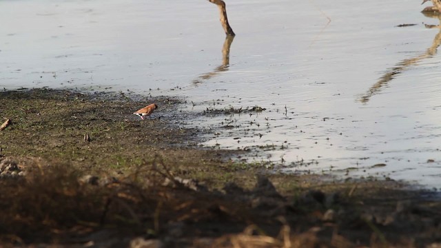 Masked Finch - ML486214