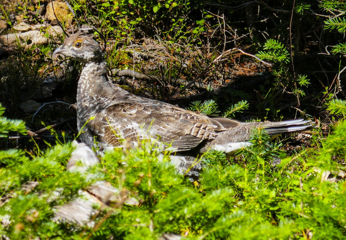 Dusky Grouse - ML486214121