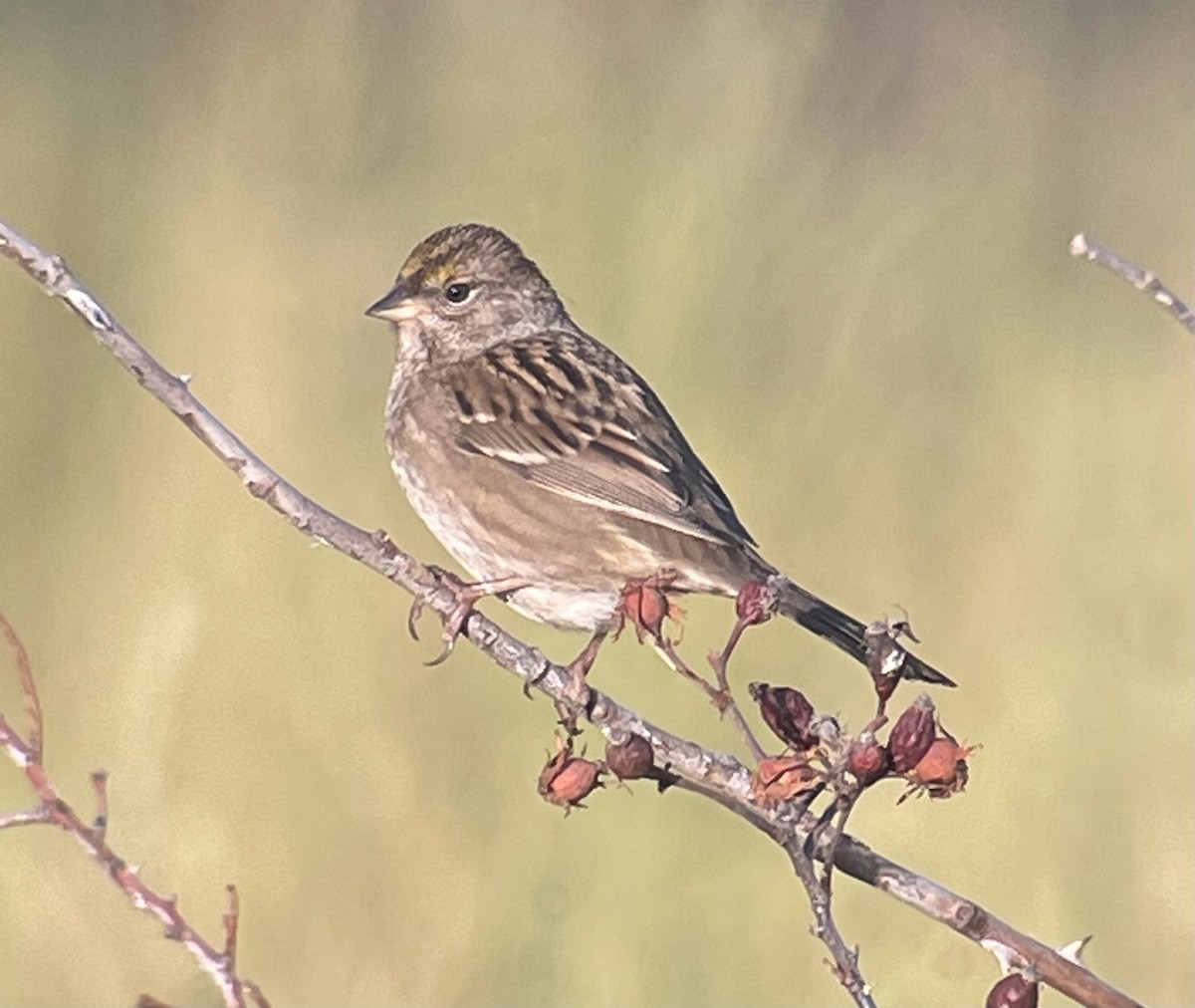Golden-crowned Sparrow - ML486215081