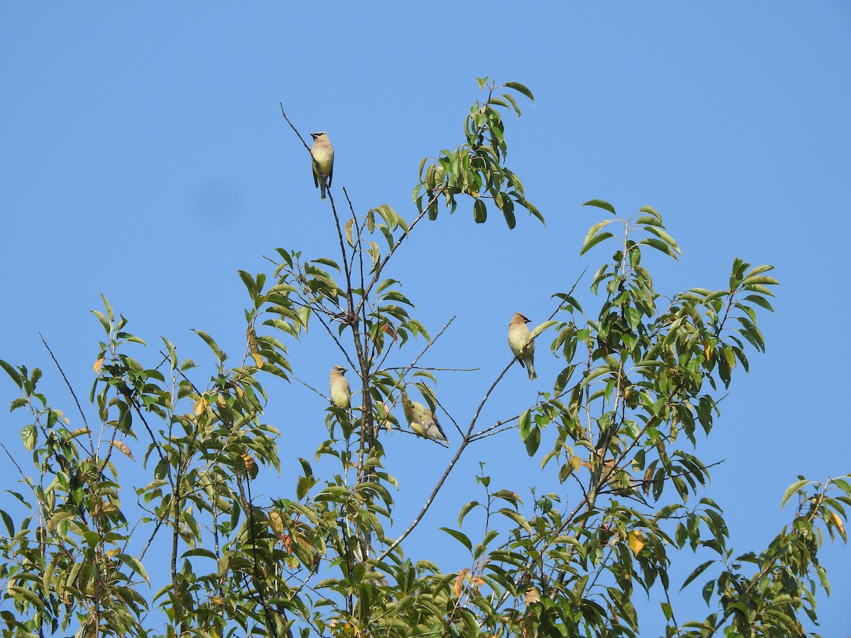 Cedar Waxwing - ML486215231