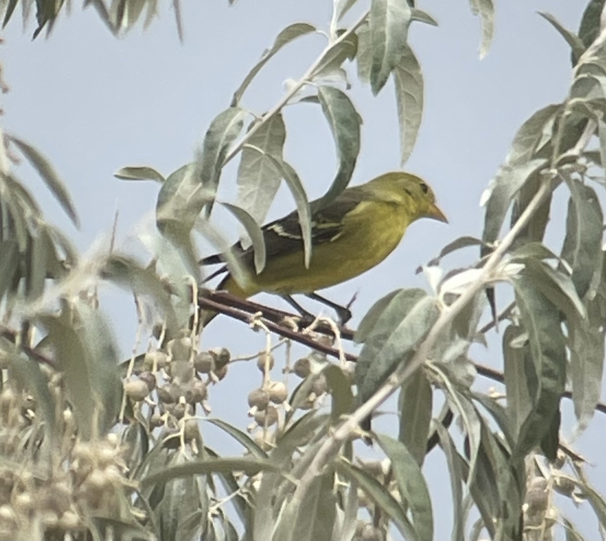 Western Tanager - ML486216121