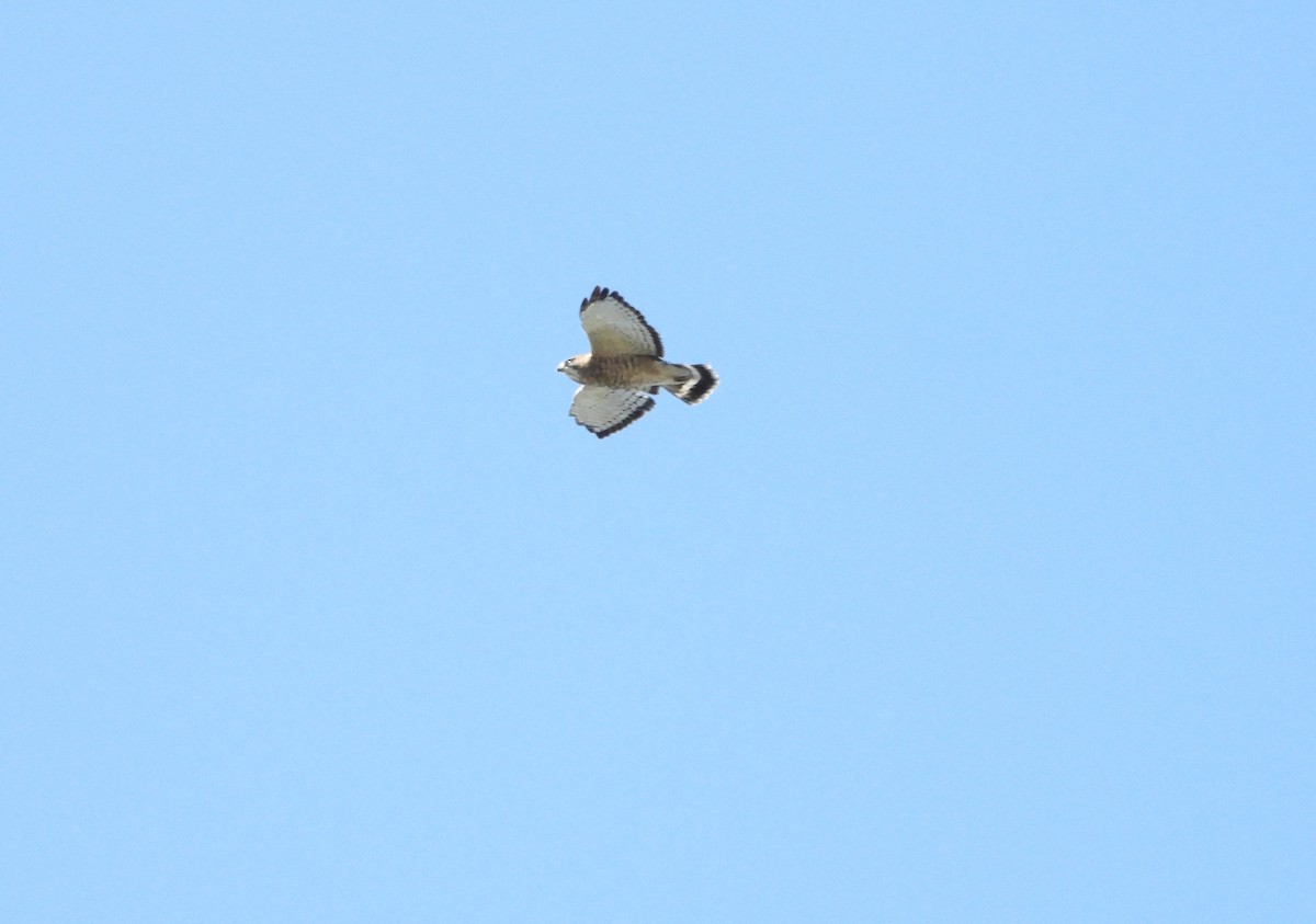 Broad-winged Hawk - ML486216421