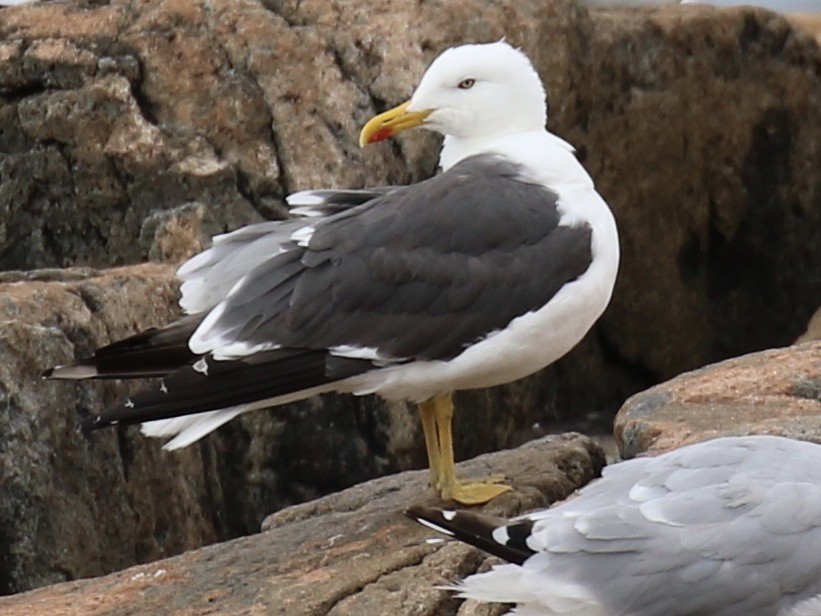 Lesser Black-backed Gull - Seth Benz