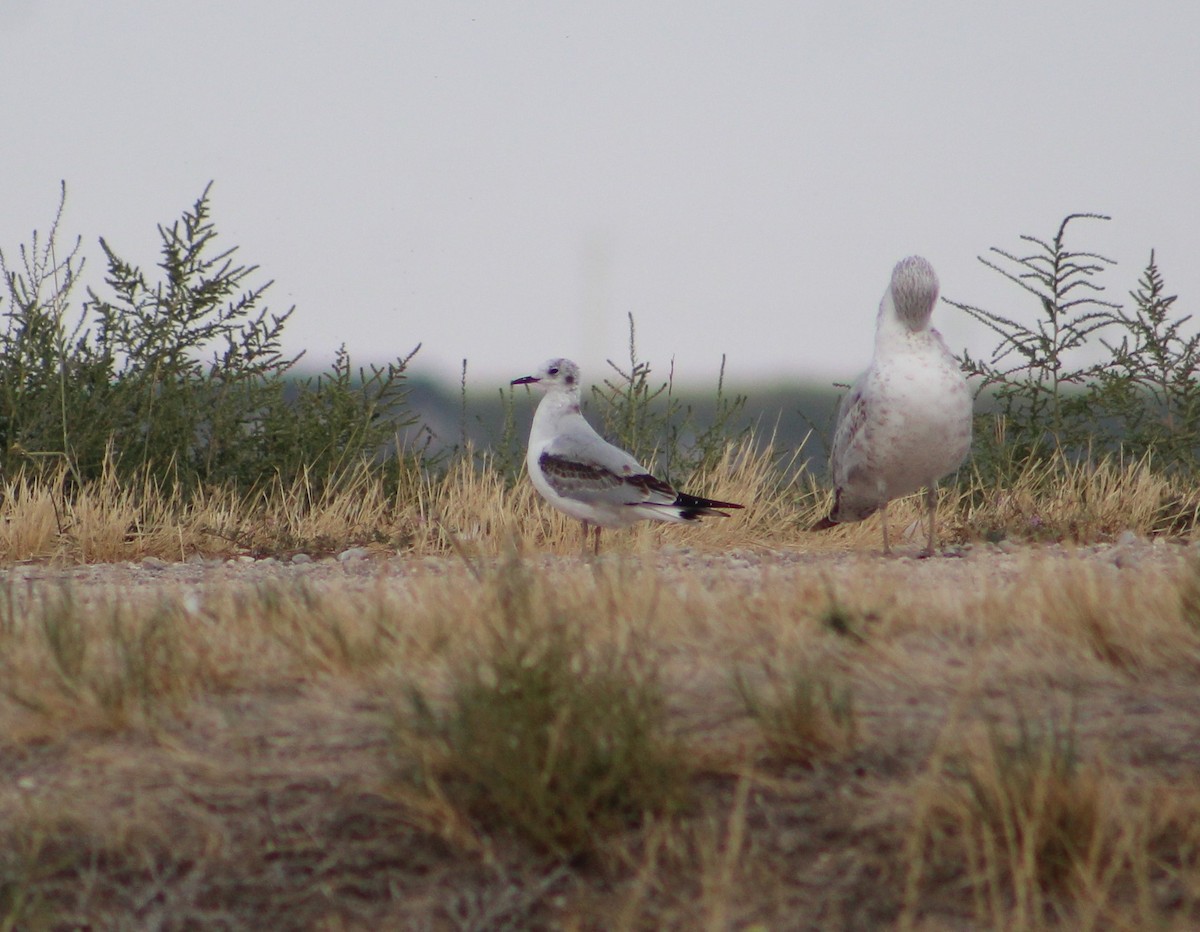 Bonaparte's Gull - ML486217541