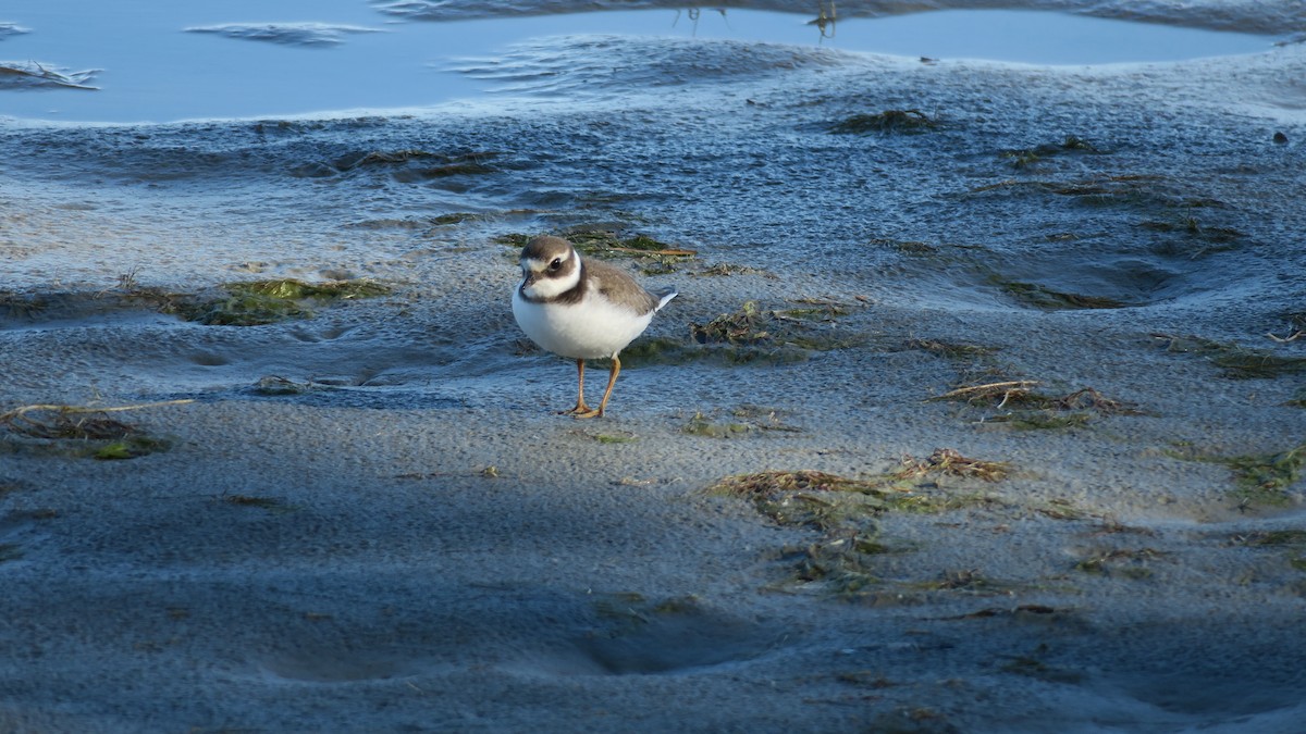 Common Ringed Plover - ML486219861