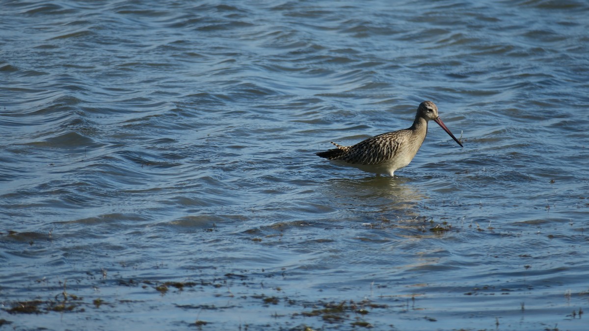 Bar-tailed Godwit - ML486220601