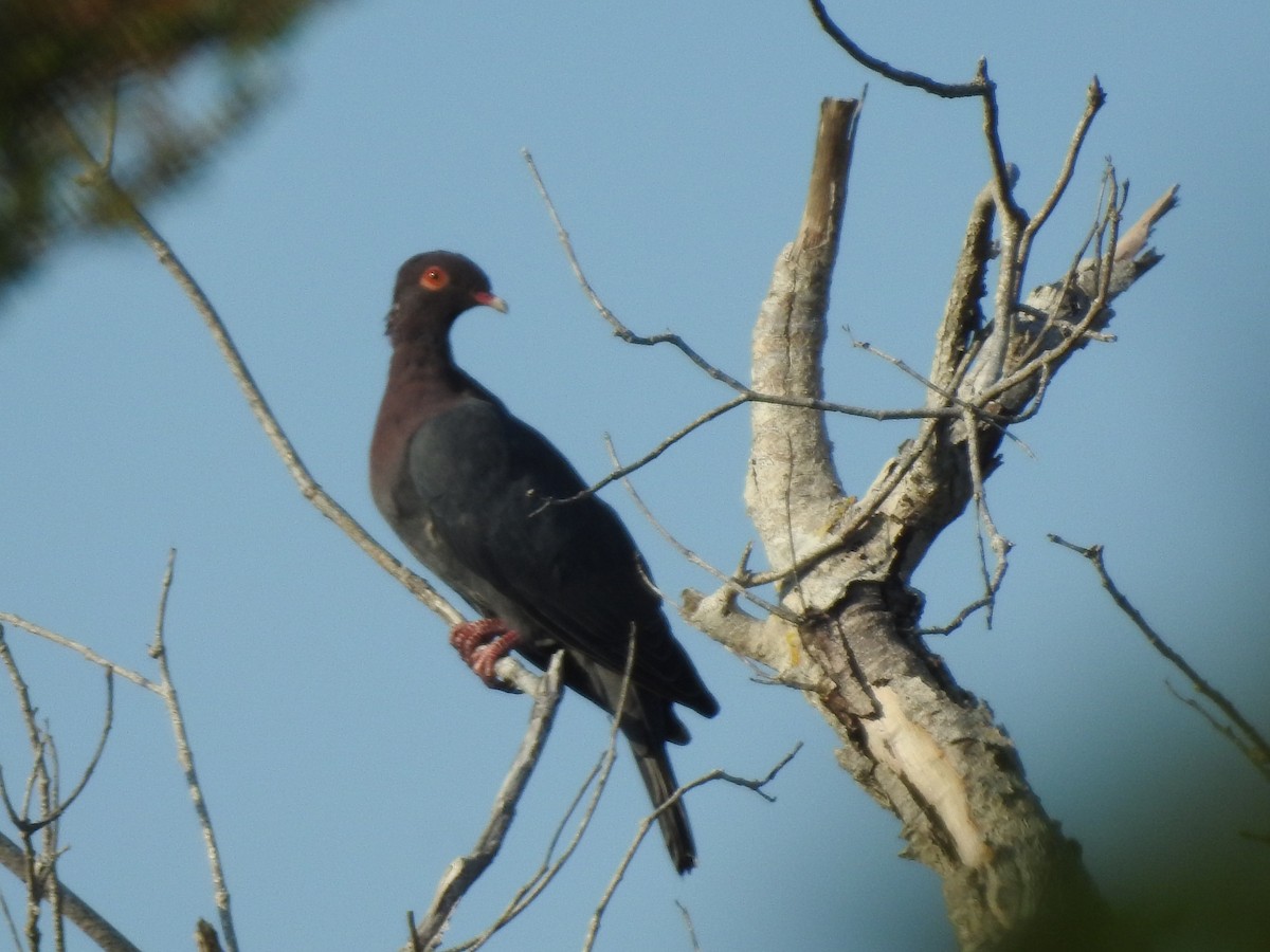Scaly-naped Pigeon - ML486221381