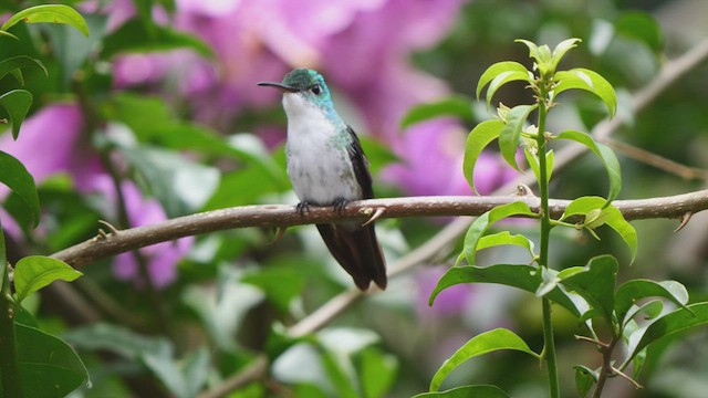 kolibřík andský - ML486221531