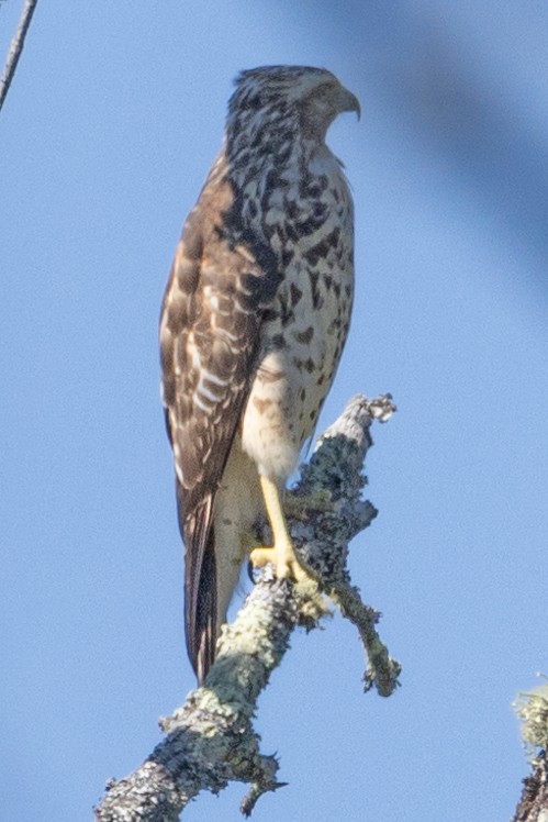 Broad-winged Hawk - ML486222481