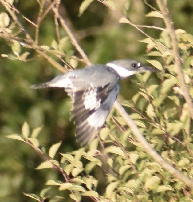 Belted Kingfisher - ML486224831