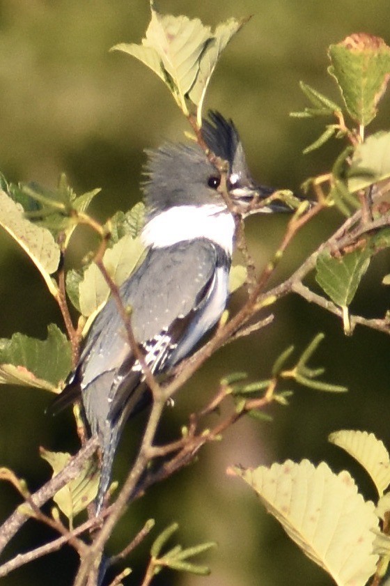 Belted Kingfisher - ML486224851