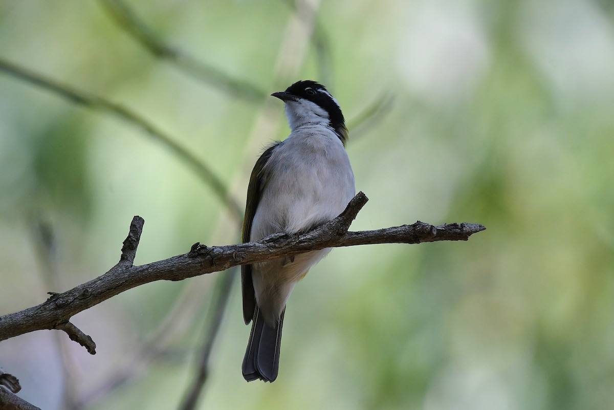 White-throated Honeyeater - Terence Alexander