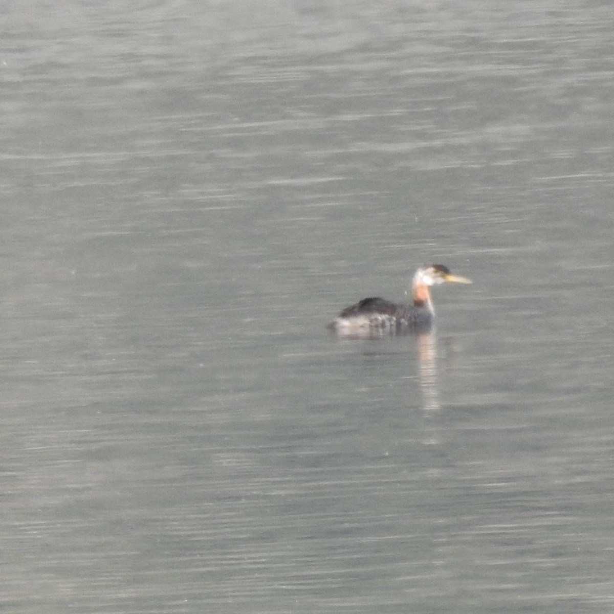 Red-necked Grebe - ML486226041
