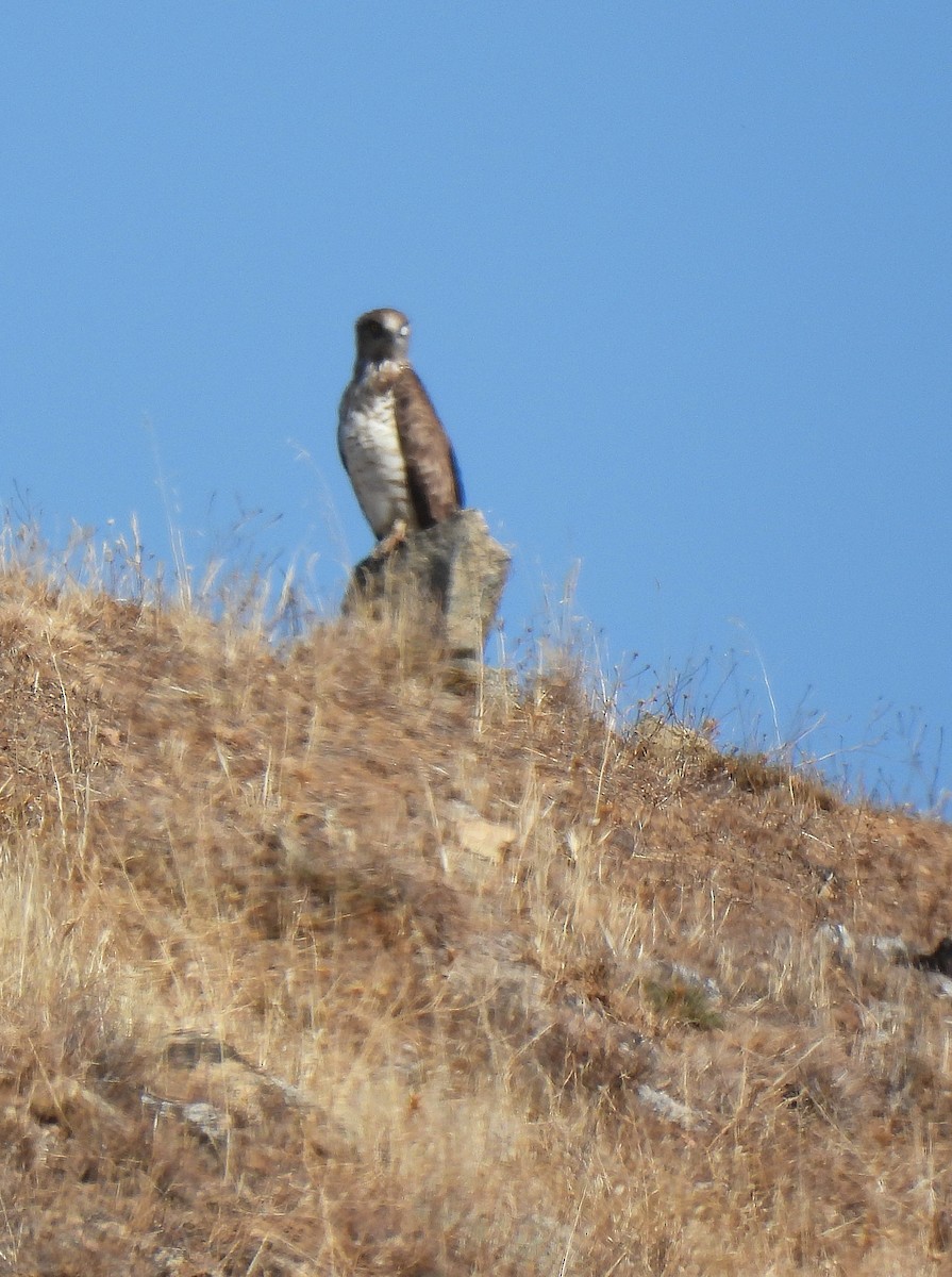 Short-toed Snake-Eagle - Carlos Alberto Ramírez