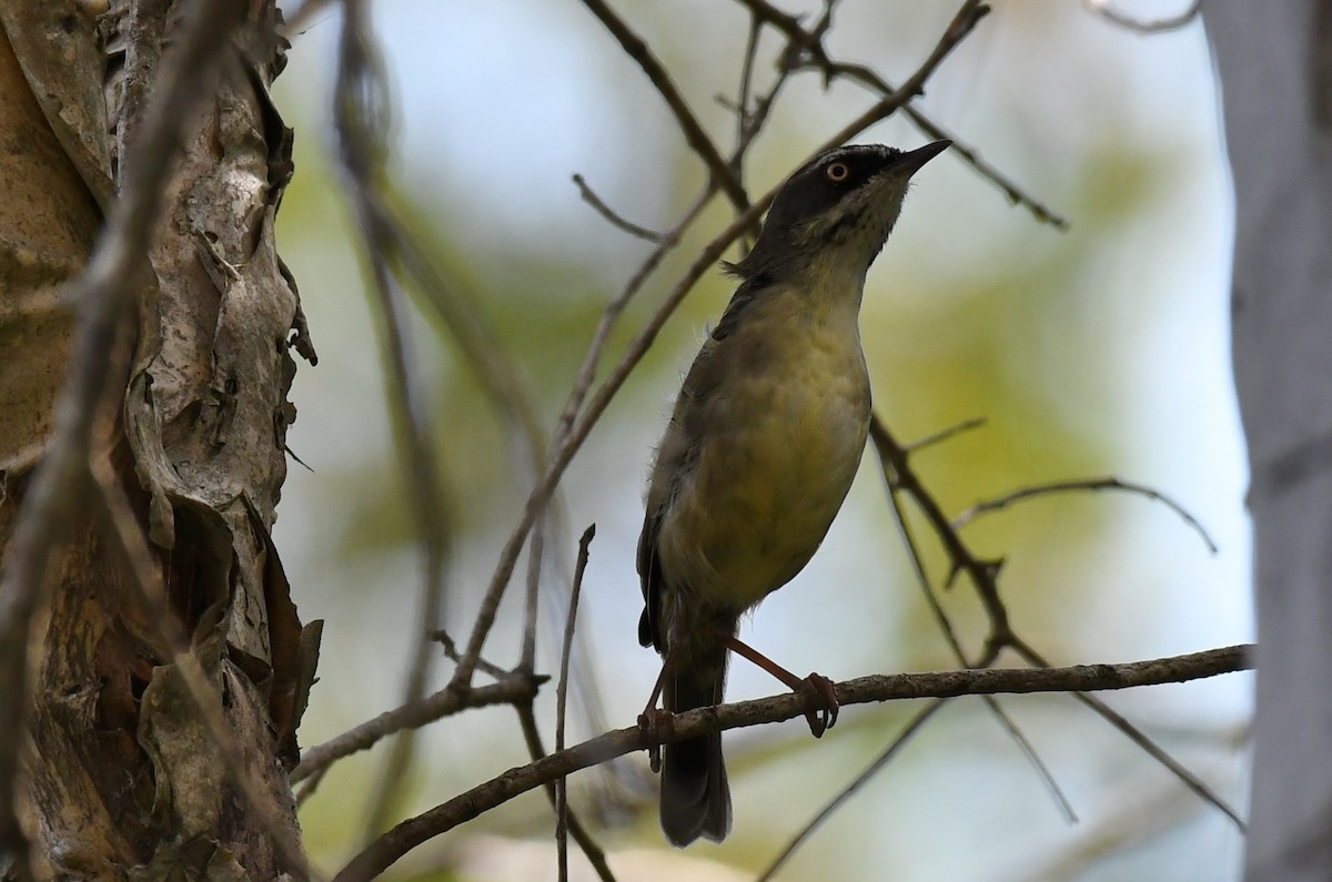 White-browed Scrubwren - ML48622721