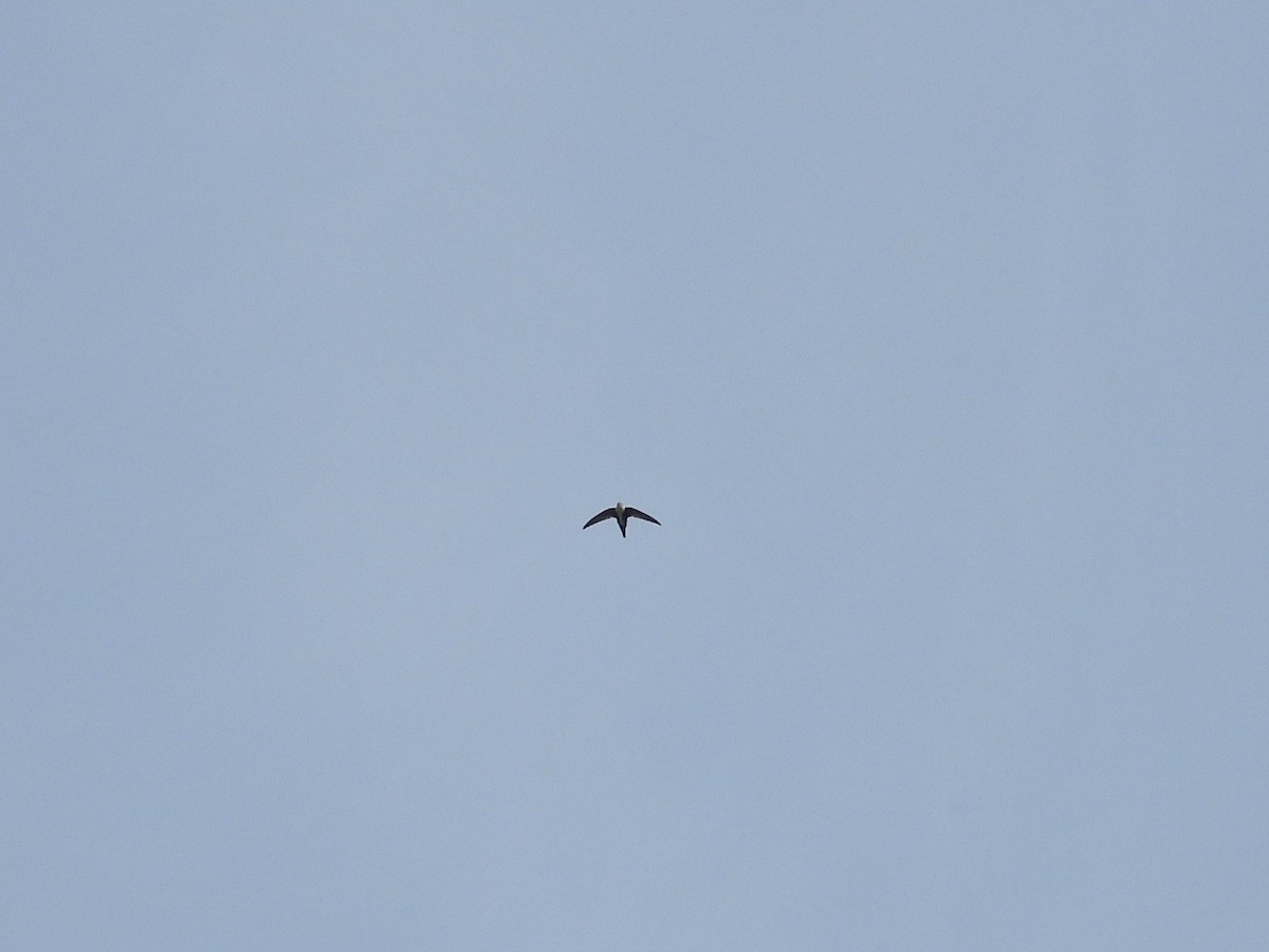 White-throated Swift - ML486227351