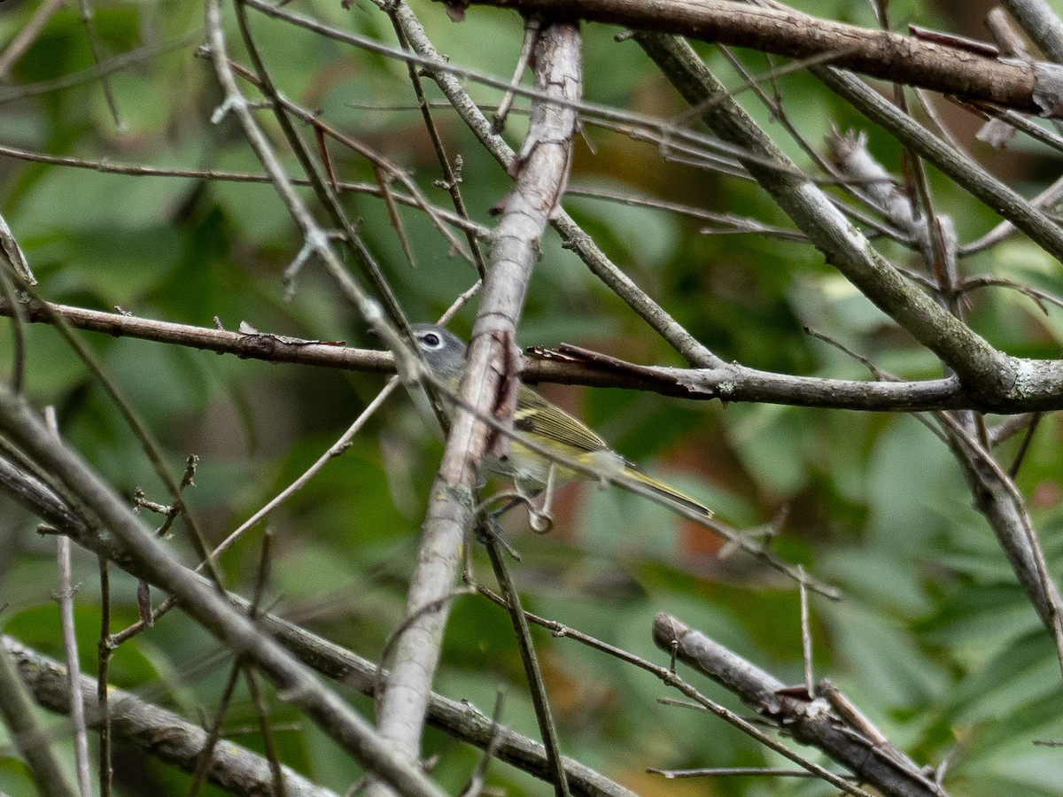 Blue-headed Vireo - ML486227661