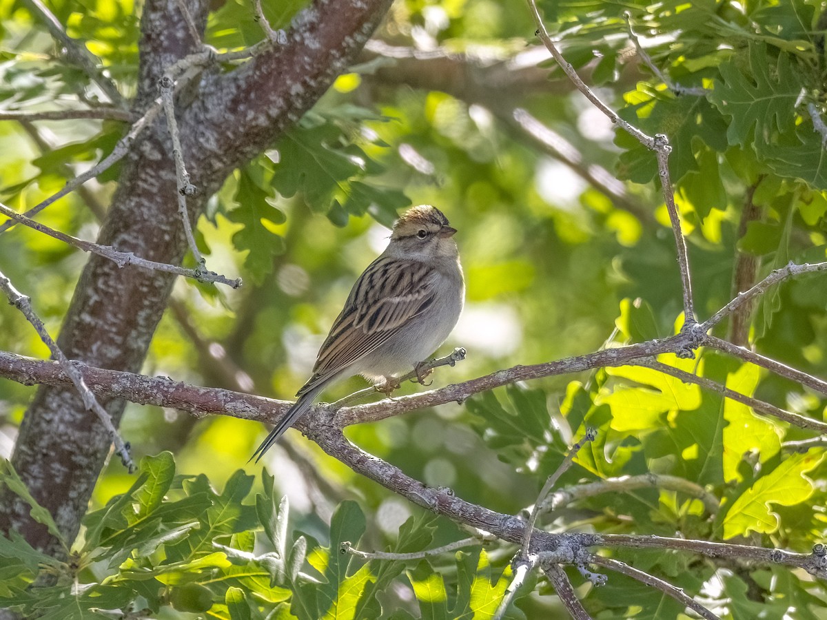 Chipping Sparrow - ML486227781