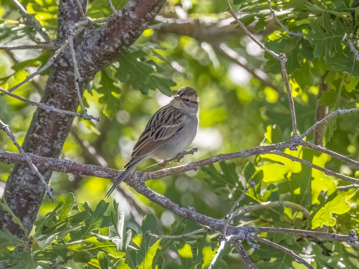Chipping Sparrow - ML486227851