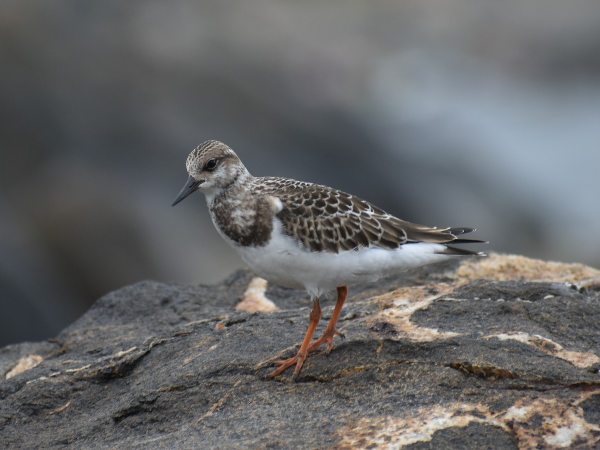 Ruddy Turnstone - ML486228441