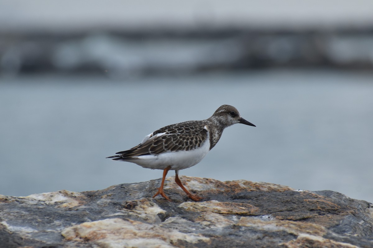 Ruddy Turnstone - Daniel Flores